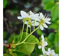 semi di ciliegia di roccia rampicanti decorativa colonnari per il giardino da appartamento 30pcs
