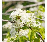 semi di ciliegia di roccia - rampicanti decorativa resistenti biologici da balcone 90pcs