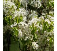 semi di ciliegia di roccia - rari resistenti giardino esotici 200pcs