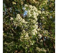 semi di ciliegia di roccia - resistenti giardino vecchie varietà rare 150pcs