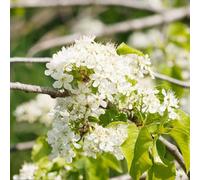 semi di ciliegia di roccia - sospese resistenti giardino interno biologici 30pcs