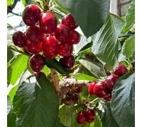 Semi di ciliegio, acquistare da frutto Le da giardino sono resistenti regali per gli amanti del giardino per luoghi soleggiati 60pcs