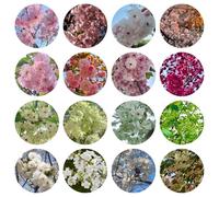 semi di ciliegio - biologici resistenti balcone aiuole rialzate giardino roccioso vecchie varietà 90pcs