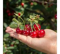 semi di ciliegio - colonnare resistente giardino pietre resistenti semi esotici giardino - serie rara organica per interni 70 pezzi