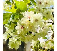 semi di ciliegio ornamentale, tappezzante resistente Prunus serrulata in vaso estremamente resistente per esterni estivi all'ombra 30pcs