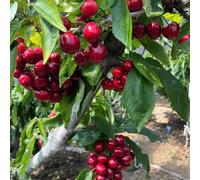 semi di ciliegio, semi di ciliegia, balcone Semi resistenti balcone per luoghi soleggiati 100pcs