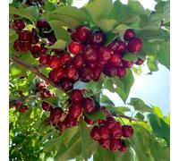 semi di ciliegio, semi di ciliegia, colonnari resistenti rustiche per balconi regali per gli amanti del giardino 200pcs