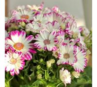 Semi di cineraria - resistenti all'esterno, Le rocce di giardino sono resistenti decorazione balconi del prato semi 350pcs