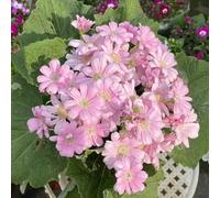 Semi di cineraria - semi di giardino selvatico, esotica resistente, decorazione balconi prato giardino 100pcs