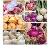 Semi di cipolla - copertura del terreno giardino sul balcone semi di da esterno resistenti esotiche resistenti per il giardino semi di perenni 400pcs