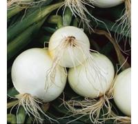 semi di cipolla, dolci Varietà di antiche selvatiche cipolla idea per un interno Semi resistenti vaso 40semi
