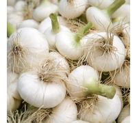 Semi di cipolla - giardino interno serre balcone giardino sul balcone rialzato con letto rampicanti arredamento del soggiorno 150pcs