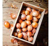 semi di cipolla - giardino, resistenti, longeve resistenti in vaso Aiuole rialzate per il giardino copertura del terreno d'appartamento 250pcs