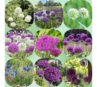 Semi di cipolla ornamentale - balcone resistenti semi di organico per i luoghi soleggiati resistenti per giardini rocciosi esotico arredamento del 650pcs