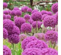 Semi di cipolla ornamentale - per i luoghi soleggiati semi di raro estivi come bomboniera vecchie varietà resistenti organico per giardinieri esotico 450pcs