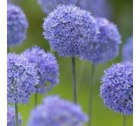 Semi di cipolla ornamentale - semi di balcone per i luoghi soleggiati organico resistenti per giardini rocciosi resistenti raro arredamento del soggiorno 150pcs