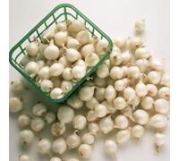 Semi di cipolla - resistenti da giardino roccioso resistenti semi di antichi semi di da giardino esotiche 150pcs