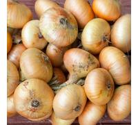 Semi di cipolla, resistenti l'aglio per i luoghi soleggiati vecchie varietà semi set invernali giardino sul balcone balcone con 650pcs