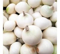 semi di cipolla, serre balcone giardino sul biologici, varietà antiche in vaso roccioso rialzato con letto decorazione 50pcs