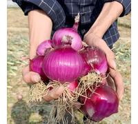 semi di cipolle - aiuole rialzate giardino biologici interno perenni resistenti balcone 350pcs