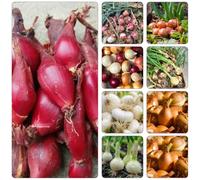 semi di Cipolle - semi invernali giardino rocce biologiche