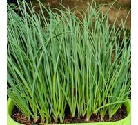 Semi di cipollina - giardino sul balcone biologico Aiuole rialzate per il giardino resistenti in vaso decorazioni per esterni d'appartamento esotiche 400pcs