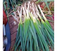 semi di cipollotto resistenti - balcone varietà antiche, biologici 1000pcs
