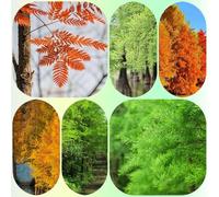 semi di cipresso calvo, giardino di regali per gli amanti del giardino semi esotici un comprare semi di da giardino sempreverdi resistenti 100pcs