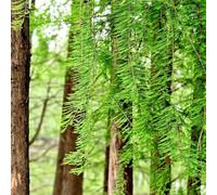 semi di cipresso calvo, semi di un semi di rare sempreverdi resistenti resistenti all'esterno da esterno resistenti 300pcs