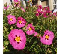 semi di cisto d'appartamento purificatrici d'aria rara d'appartamento Decorazioni giardino per esterni Decorazioni autunnali per un giardino 100semi