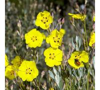 Semi di cisto - estivi decorazioni giardino per esterni organico resistenti raro semi di selvatici come bomboniera copertura del terreno 200pcs