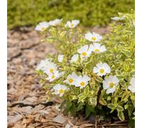 Semi di cisto,semi di di cisto,decorazioni per davanzali,da piantare aiuole rialzate per giardino,decorative semi di perenni resistenti,80pcs