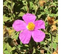 Semi di cisto,semi di di cisto,molto adatta alle e agli insetti vaso per,crescita rapida resistenti per il giardino 60pcs