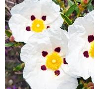 Semi di cisto,semi di di cisto,resistenti per il giardino,colorate perenni resistenti alla tappezzatura del terreno,30pcs