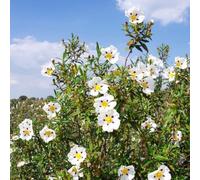 Semi di cisto,semi di di cisto,vaso per,crescita rapida resistenti per il giardino,colorate semi di,decorative 100pcs