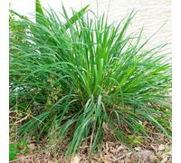 Semi di citronella - prodotti sostenibili verdi per giardinieri esotico da balcone giardino aromatiche raro selvatiche aromatiche da cucina 200pcs