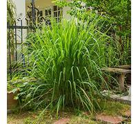 Semi di citronella resistenti per giardini rocciosi selvatiche vecchie varietà prodotti sostenibili raro organico semi di giardino 100pcs