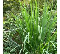 Semi di citronella - selvatiche medicinali giardino aromatiche aromatiche da cucina per giardinieri vecchie varietà resistenti esotico 150pcs