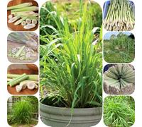 Semi di citronella - selvatiche semi di aromatiche medicinali da balcone giardino aromatiche per giardinieri prodotti sostenibili raro resistenti 500pcs