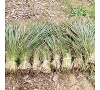 Semi di citronella - semi di aromatiche per giardinieri vecchie varietà verdi resistenti per giardini rocciosi medicinali selvatiche raro esotico 250pcs