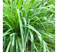 Semi di citronella - semi di aromatiche resistenti medicinali verdi esotico prodotti sostenibili giardino aromatiche vecchie varietà selvatiche 200pcs