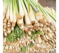 Semi di citronella - vecchie varietà resistenti per giardini rocciosi prodotti sostenibili medicinali aromatiche da cucina giardino aromatiche 350pcs