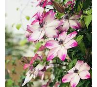 Semi di clematide - rampicanti biologiche, resistenti al freddo resistenti per giardini rocciosi estivi per i luoghi soleggiati balcone autunnali 60pcs