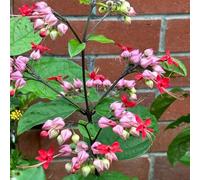 Semi di Clerodendrum Thomsoniae - giardino di selvatici seminare vecchie varietà per esterno resistenti all'inverno decorazione soggiorno perenni 50pcs