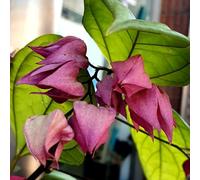 Semi di Clerodendrum Thomsoniae - perenni resistenti da balcone to perenni resistenti seminare vecchie varietà di selvatici 100pcs