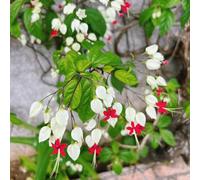 Semi di Clerodendrum Thomsoniae - seminare vecchie varietà da giardino da balcone resistenti biologici, decorativi, rare 200pcs