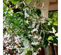 Semi di Clerodendrum wallichii - resistenti Gelsomino, serre balcone ufficio biologiche decorazione ornamentali rare balcone, varietà 150pcs