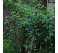 Semi di Clitoria ternatea, le da giardino roccioso sono resistenti semi di pisello farfalla, autunnali resistenti decorazione del soggiorno 450pcs