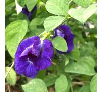 semi di Clitoria ternatea - resistenti, al pieno sole d'appartamento selvatici balcone 150pcs