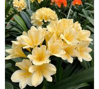 Semi di Clivia, Clivia miniata, semi di esotiche semi di campo autunnali dalla resistente 50pcs